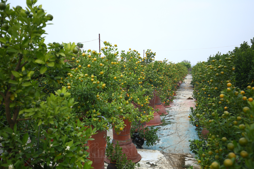 dao-nhat-tan-11.jpg