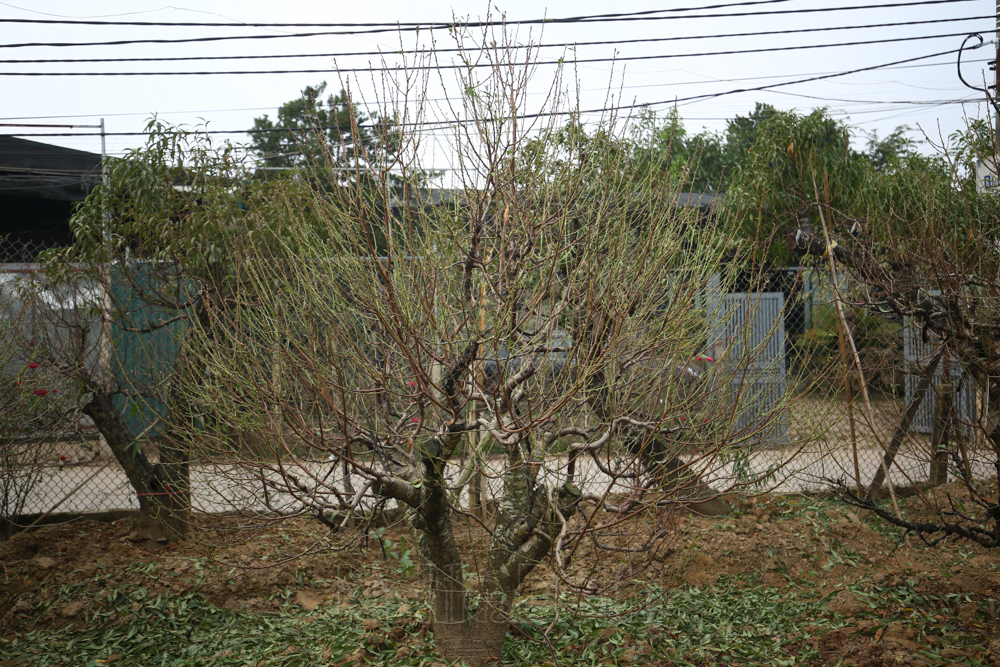 dao-nhat-tan-3-1.jpg
