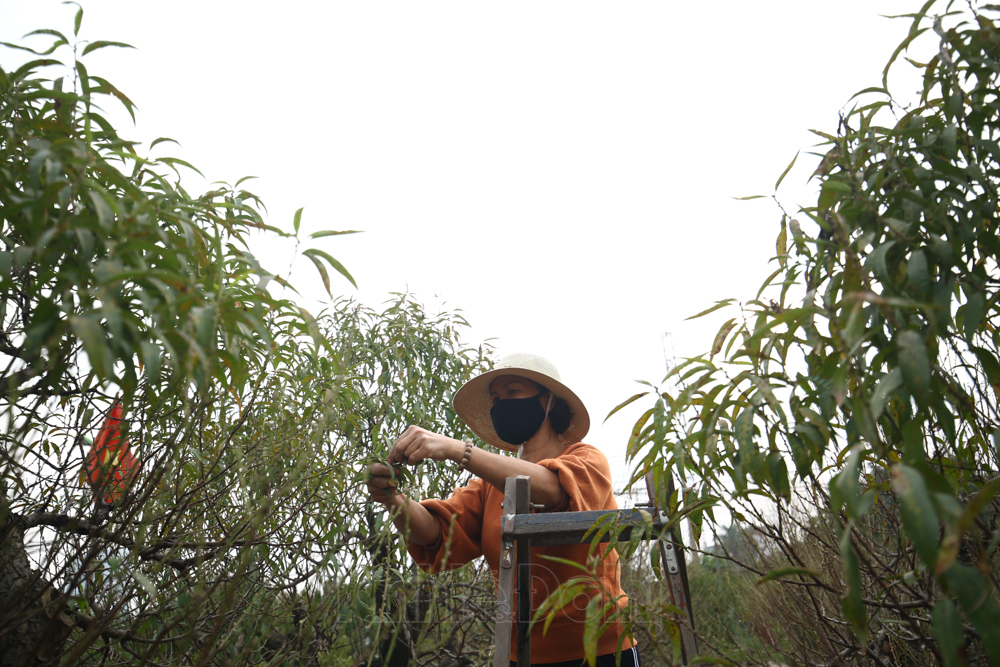 dao-nhat-tan-4.jpg