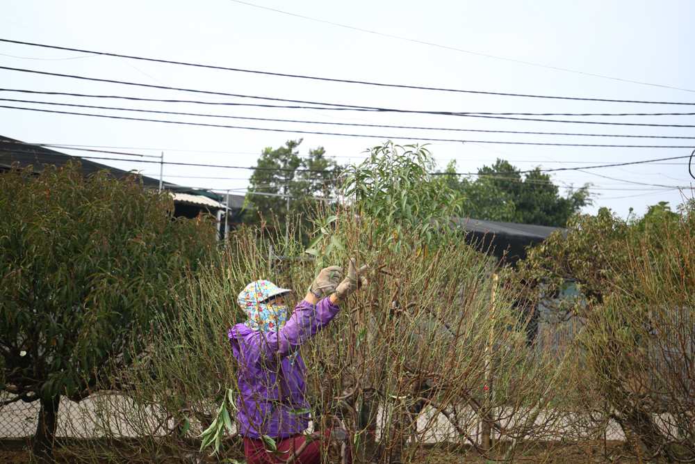 dao-nhat-tan-5.jpg
