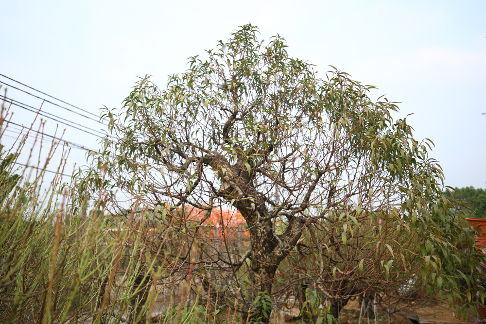 dao-nhat-tan-7.jpg