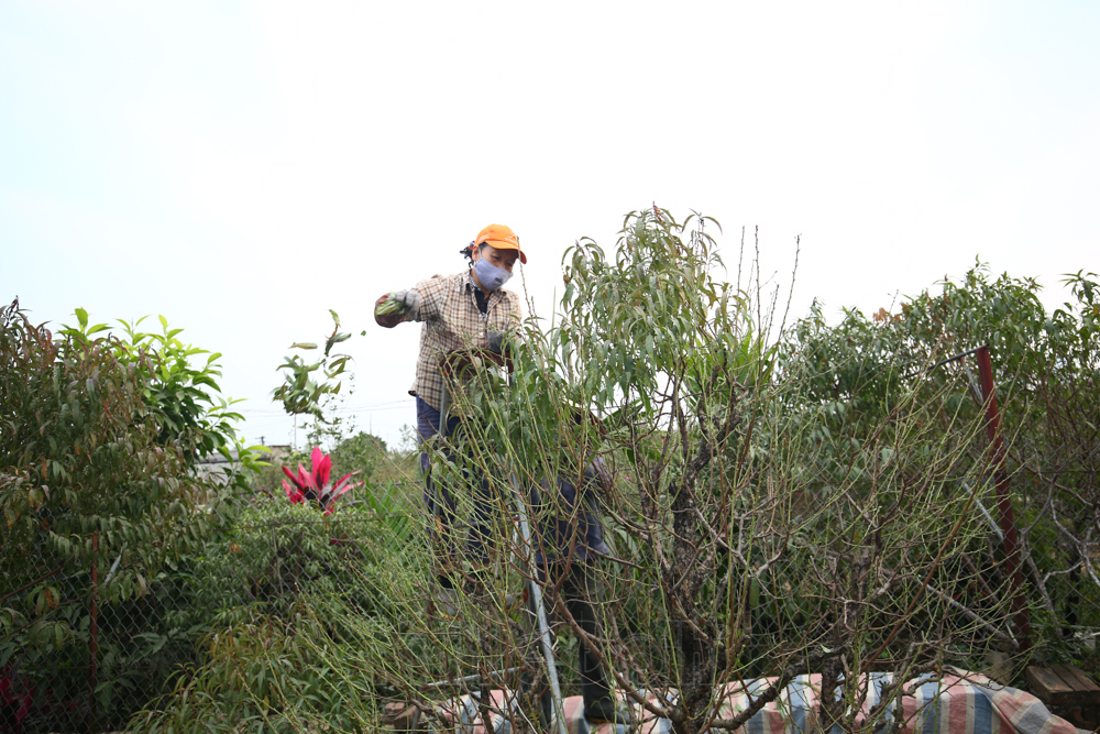 dao-nhat-tan-8.jpg