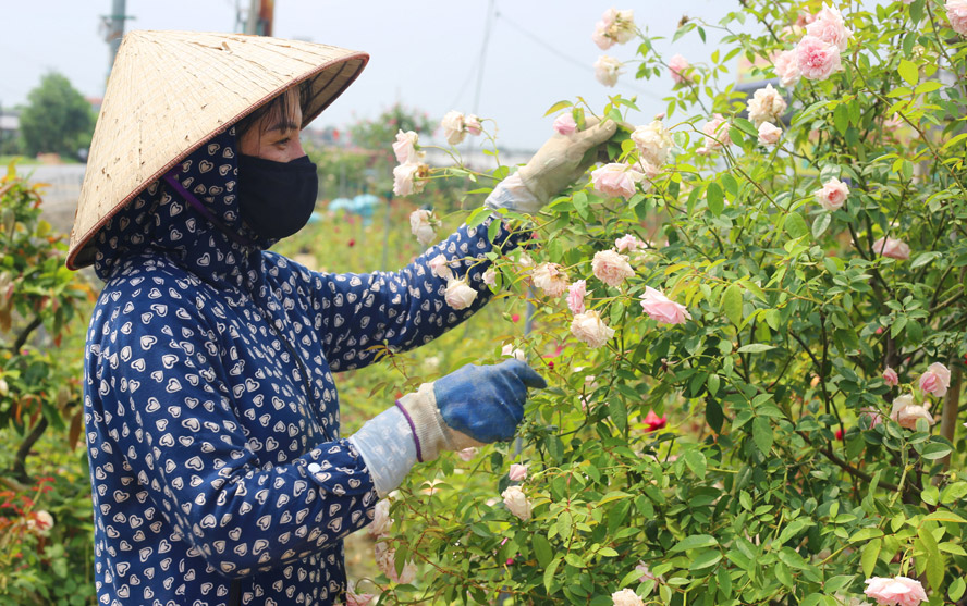 nghe-trong-hoa-dem-lai-thu-.jpg