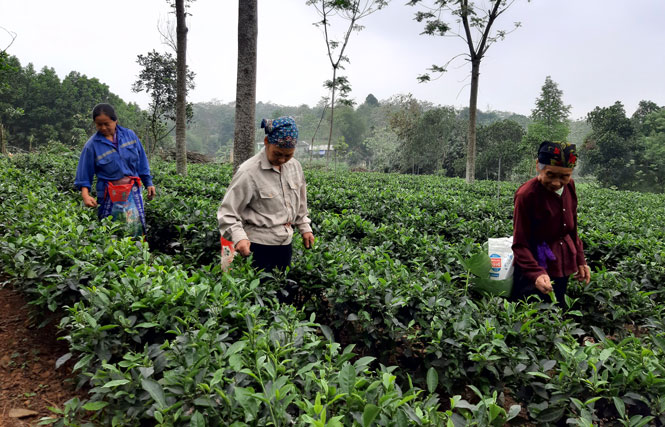 trongche-1.jpg